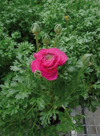 foto van een variëteit aan bloemen, te gebruiken als: Pot - en perkplant Ranunculus hybrida Sprinkles Rosa