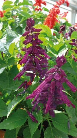 foto van een variëteit aan bloemen, te gebruiken als: Pot - en perkplant Salvia splendens Gogo Purple