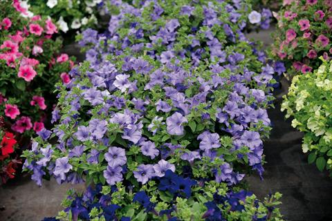 foto van een variëteit aan bloemen, te gebruiken als: Pot - en perkplant Impatiens hybrida Surfinia Heavently Blue