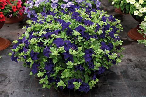 foto van een variëteit aan bloemen, te gebruiken als: Pot - en perkplant Impatiens hybrida Surfinia Velevet Blu