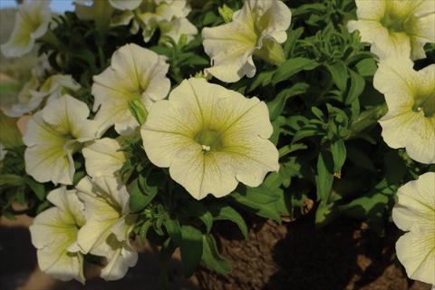 foto van een variëteit aan bloemen, te gebruiken als: Pot - en perkplant Impatiens hybrida Surfinia Yellow