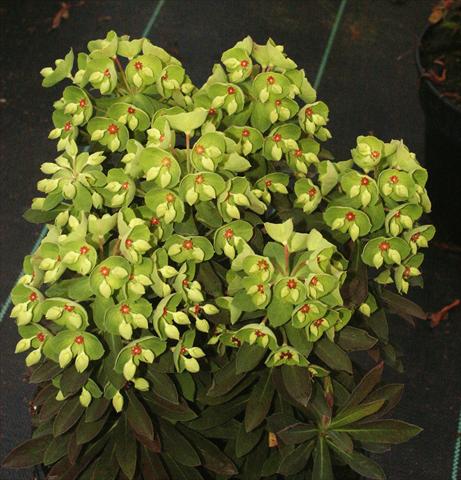 foto van een variëteit aan bloemen, te gebruiken als: Perkplant / Borders Euphorbia x martinii Kolibri