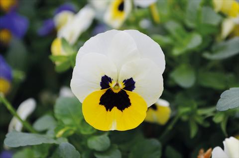 foto van een variëteit aan bloemen, te gebruiken als: Perkplant, potplant of korfplant Viola cornuta Lady Lemon Ice blotch