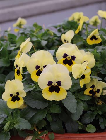 foto van een variëteit aan bloemen, te gebruiken als: Perkplant, potplant of korfplant Viola cornuta Lady Limone Con Occhio