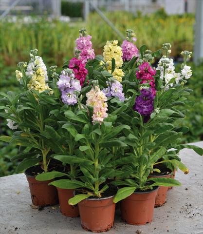 foto van een variëteit aan bloemen, te gebruiken als: Pot - en perkplant Matthiola incana Violacciocca Baby Mix