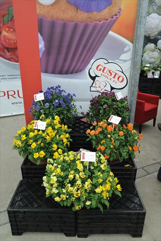 foto van een variëteit aan bloemen, te gebruiken als: Perkplant, potplant of korfplant Viola cornuta Viola Gusto F1 Mix