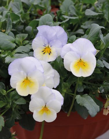 foto van een variëteit aan bloemen, te gebruiken als: Perkplant, potplant of korfplant Viola wittrockiana Cool Wave Bluberry Swirl