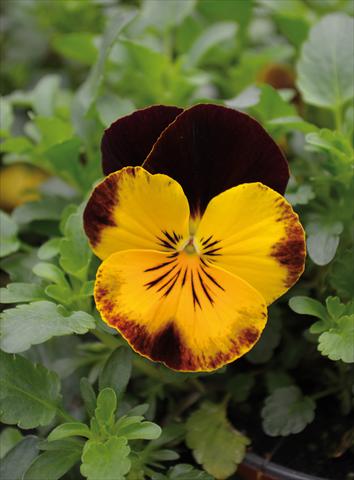 foto van een variëteit aan bloemen, te gebruiken als: Perkplant, potplant of korfplant Viola wittrockiana Cool Wave Red Wing