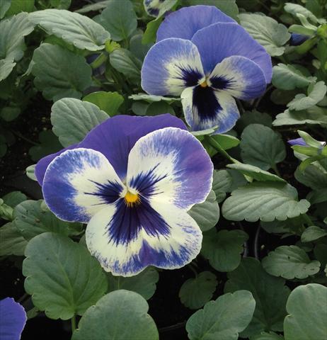 foto van een variëteit aan bloemen, te gebruiken als: Perkplant, potplant of korfplant Viola wittrockiana EarlyFlorian Blu Deft