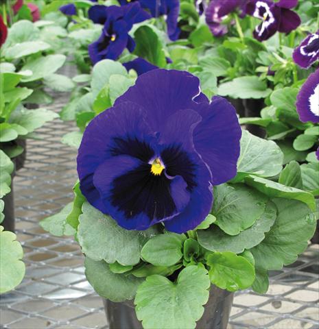 foto van een variëteit aan bloemen, te gebruiken als: Perkplant, potplant of korfplant Viola wittrockiana EarlyFlorian Blu scuro con occhio