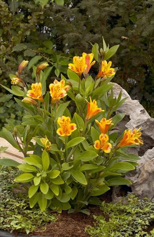 foto van een variëteit aan bloemen, te gebruiken als: Perkplant / Borders Alstroemeria Inca® Exotica