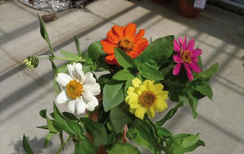 foto van een variëteit aan bloemen, te gebruiken als: Pot - en perkplant Zinnia interspecifica Zahara XL