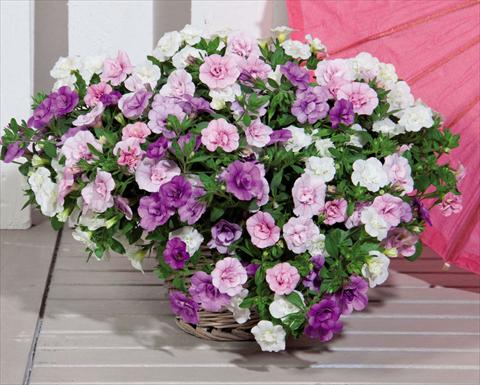 foto van een variëteit aan bloemen, te gebruiken als: Korf / Pot 3 Combo Trixi MiniFamous® Double Petticoat