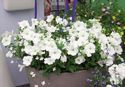foto van een variëteit aan bloemen, te gebruiken als: Korf / Pot 3 Combo Trixi White Pearl