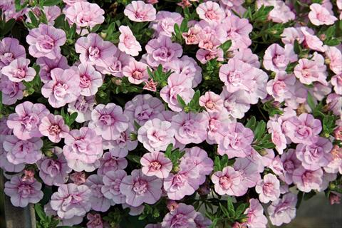 foto van een variëteit aan bloemen, te gebruiken als: Korf / Pot Calibrachoa hybrida MiniFamous® Compact Double Pink