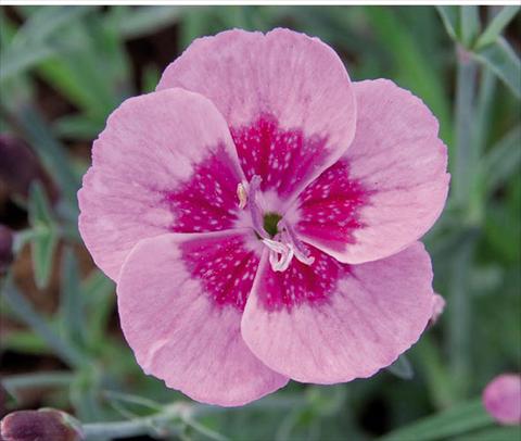 foto van een variëteit aan bloemen, te gebruiken als: Pot Dianthus caryophyllus Diantica® Pink Eye