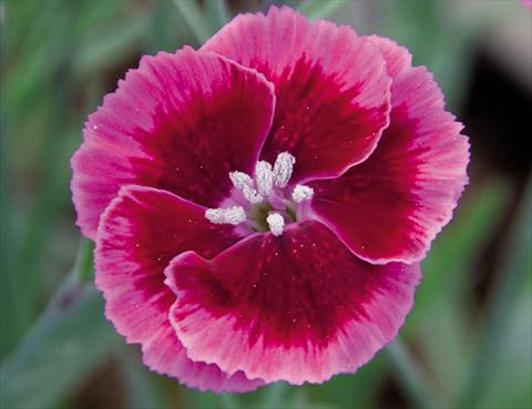 foto van een variëteit aan bloemen, te gebruiken als: Pot Dianthus caryophyllus Diantica® Rasberry Cream