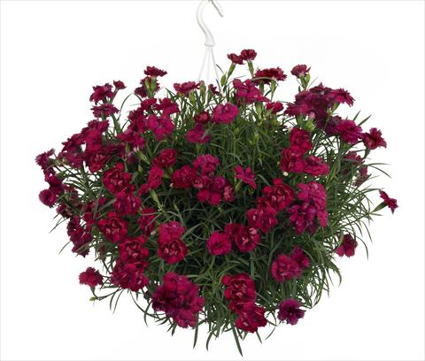 foto van een variëteit aan bloemen, te gebruiken als: Korf / Pot Dianthus Fontaine Dark Red