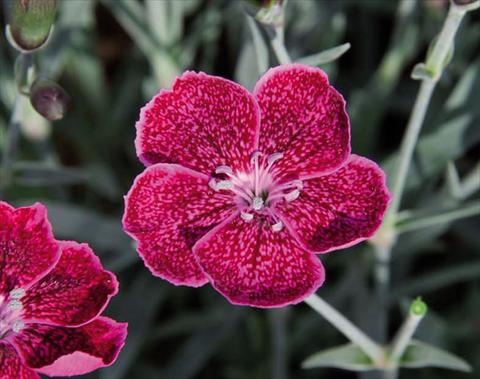 foto van een variëteit aan bloemen, te gebruiken als: Pot Dianthus caryophyllus Diantica® Wild Berry