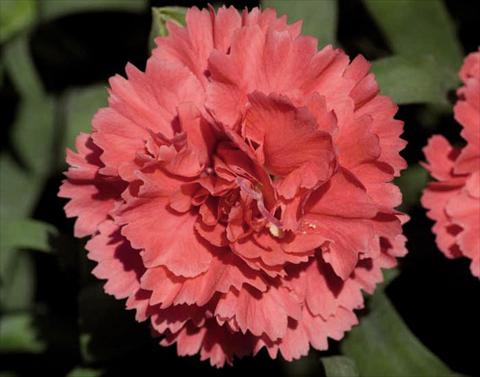 foto van een variëteit aan bloemen, te gebruiken als: Pot Dianthus caryophyllus Super Trouper® Diogenes