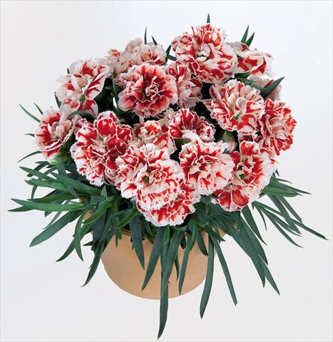 foto van een variëteit aan bloemen, te gebruiken als: Pot Dianthus caryophyllus Super Trouper® Sammy