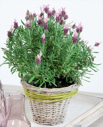 foto van een variëteit aan bloemen, te gebruiken als: Pot - en perkplant Lavandula stoechas LaVela DarkPink