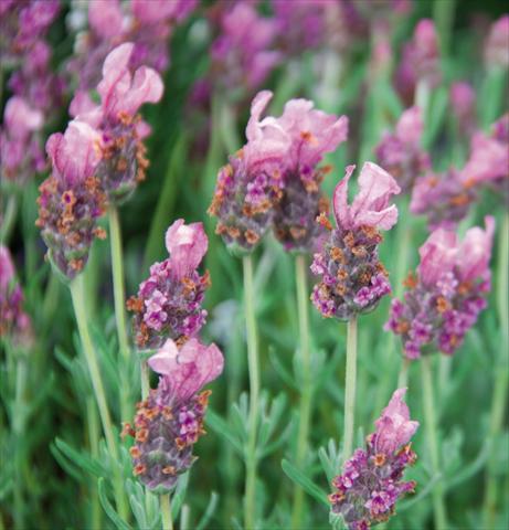 foto van een variëteit aan bloemen, te gebruiken als: Pot - en perkplant Lavandula stoechas LaVela Pink