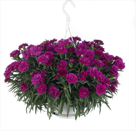 foto van een variëteit aan bloemen, te gebruiken als: Korf / Pot Dianthus caryophyllus Fontaine Purple