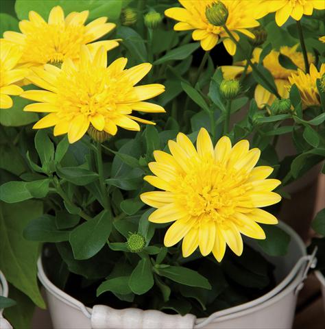 foto van een variëteit aan bloemen, te gebruiken als: Pot Osteospermum FlowerPower® 3D Yellow