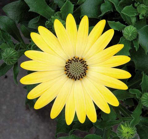 foto van een variëteit aan bloemen, te gebruiken als: Pot Osteospermum FlowerPower® Lemon Yellow