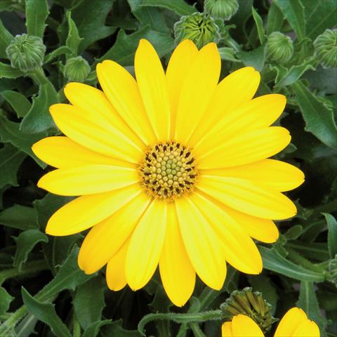 foto van een variëteit aan bloemen, te gebruiken als: Pot Osteospermum FlowerPower® Pure Yellow