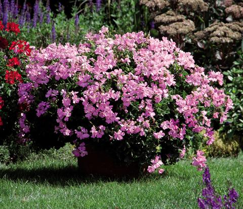 foto van een variëteit aan bloemen, te gebruiken als: Pot Pelargonium interspec. Marcada Pink
