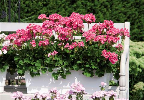 foto van een variëteit aan bloemen, te gebruiken als: Pot Pelargonium interspec. Perillo® Pink Bicolour