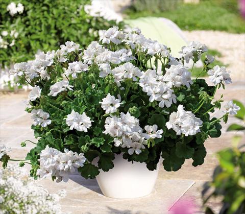 foto van een variëteit aan bloemen, te gebruiken als: Pot Pelargonium interspec. Perillo® White Einleitung