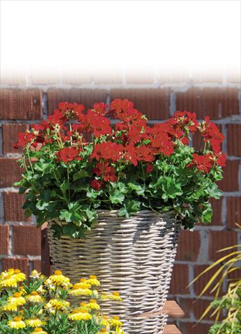 foto van een variëteit aan bloemen, te gebruiken als: Pot Pelargonium interspec. Marcada Dark Red