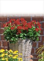 TOP van variëteiten van balkon-en tuinplanten en snijbloemen :   Pelargonium interspec. Marcada Dark Red