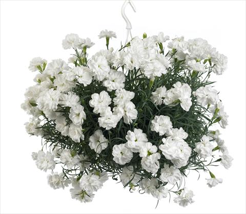 foto van een variëteit aan bloemen, te gebruiken als: Korf / Pot Dianthus caryophyllus Fontaine White