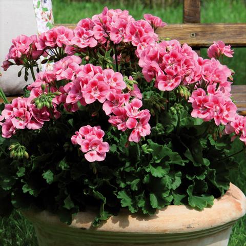 foto van een variëteit aan bloemen, te gebruiken als: Pot Pelargonium zonale Sunrise® Graziella