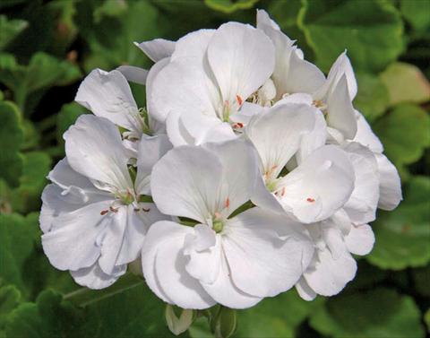 foto van een variëteit aan bloemen, te gebruiken als: Pot Pelargonium zonale Sunrise® XL White