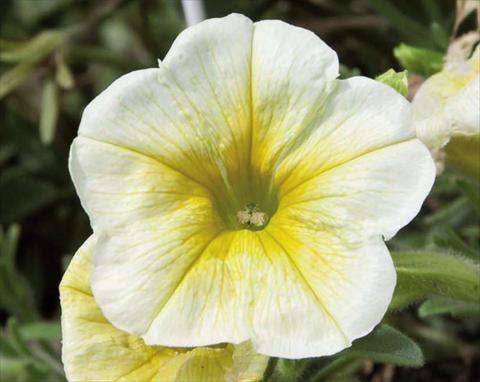 foto van een variëteit aan bloemen, te gebruiken als: Korf / Pot Petunia hybrida Bonnie Lemon Yellow