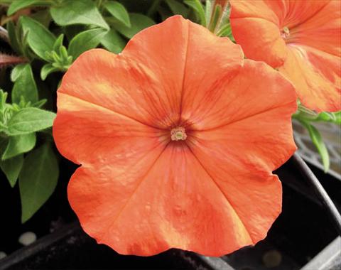 foto van een variëteit aan bloemen, te gebruiken als: Korf / Pot Petunia hybrida Bonnie Orange