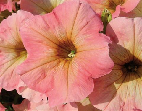 foto van een variëteit aan bloemen, te gebruiken als: Korf / Pot Petunia hybrida Bonnie Pink Lemonade