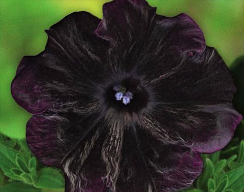 foto van een variëteit aan bloemen, te gebruiken als: Korf / Pot Petunia hybrida Bonnie Velvet