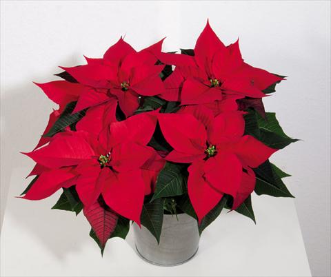 foto van een variëteit aan bloemen, te gebruiken als: Pot Poinsettia - Euphorbia pulcherrima Christmas Magic