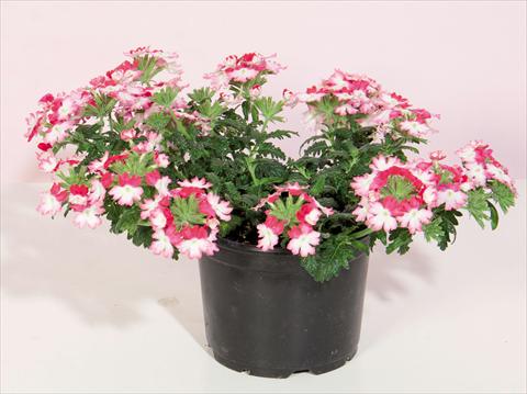 foto van een variëteit aan bloemen, te gebruiken als: Pot - en perkplant Verbena hybrida Bebop® Dark Pink
