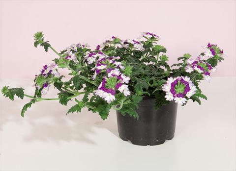 foto van een variëteit aan bloemen, te gebruiken als: Pot - en perkplant Verbena hybrida Bebop® Dark Violet