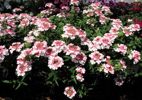 foto van een variëteit aan bloemen, te gebruiken als: Pot - en perkplant Verbena hybrida Bebop® Pink