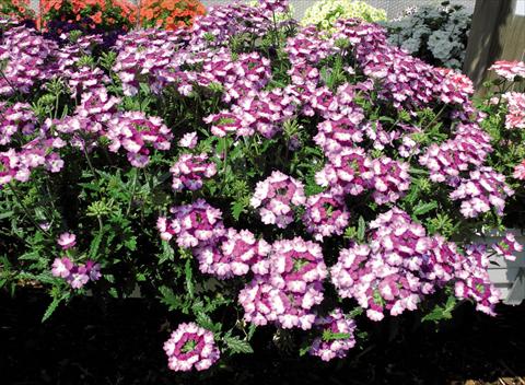 foto van een variëteit aan bloemen, te gebruiken als: Pot - en perkplant Verbena hybrida Bebop® Violet