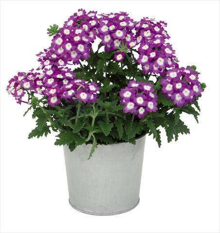 foto van een variëteit aan bloemen, te gebruiken als: Pot Verbena hybrida Blues® Dark Violet