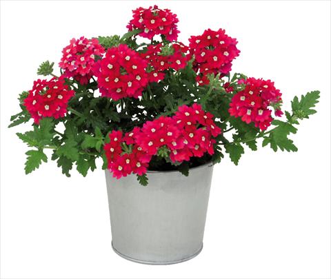 foto van een variëteit aan bloemen, te gebruiken als: Pot Verbena hybrida Blues® Magenta